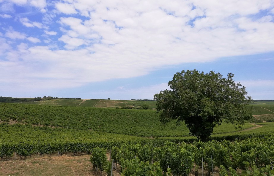 Chablis 2020 (Wijn uit Bourgogne)