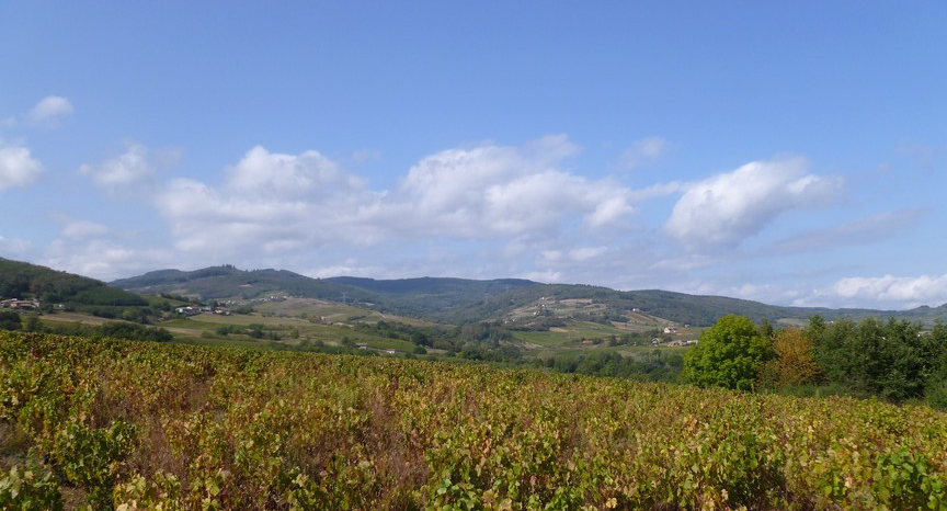 Beaujolais (Wijn uit Bourgogne)