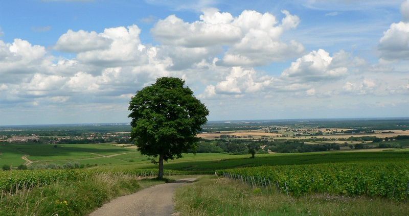 Sentier Viticole Montagny (Wijn uit Bourgogne)