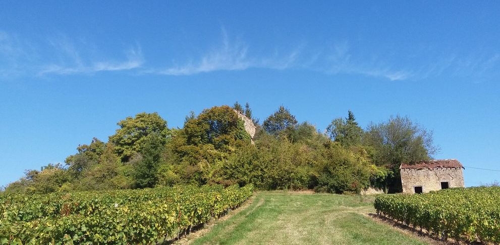100x Wijn uit Bourgogne (Wijn uit Bourgogne)