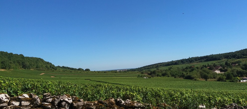 Bouzeron (Wijn uit Bourgogne)