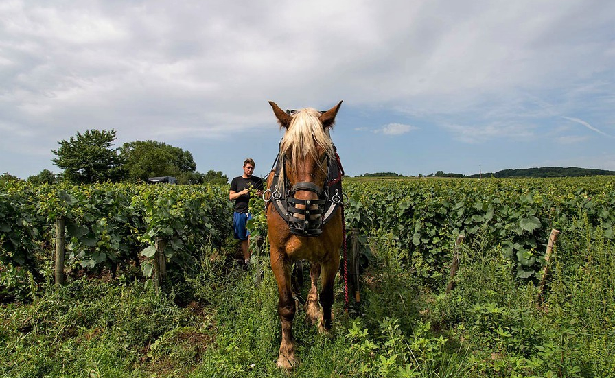 Domaine Chevrot et Fils (Wijn uit Nijmegen)