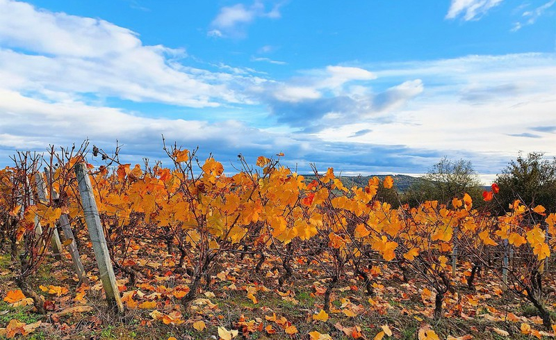 La Vallée des Vaux in de Côte Chalonnnaise (Wijn uit Bourgogne)