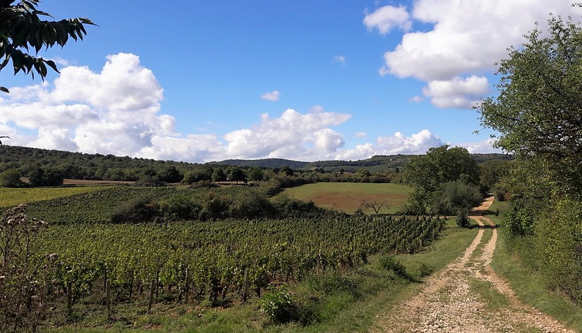 Côte Chalonnaise (Wijn uit Bourgogne)
