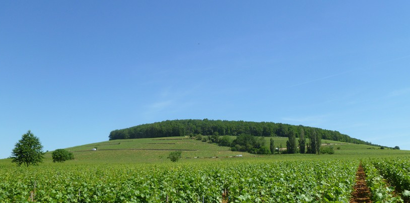 Corton in Aloxe-Corton (Wijn uit Bourgogne)