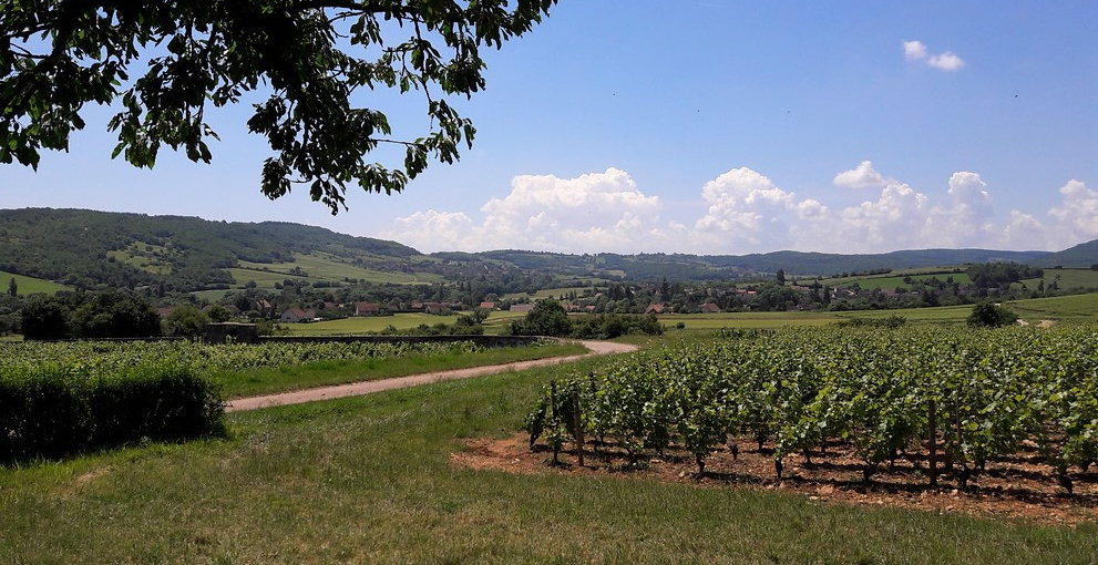 La Vallée des Vaux in de Côte Chalonnaise (Wijn uit Bourgogne)