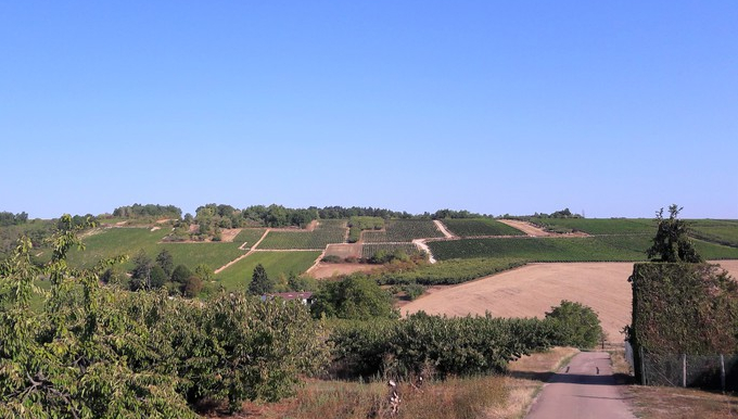 Coulanges-la-Vineuse (Wijn uit Bourgogne)
