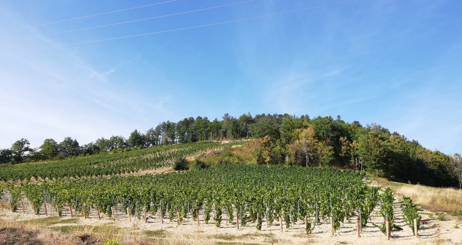Chablis (Wijn uit Bourgogne)