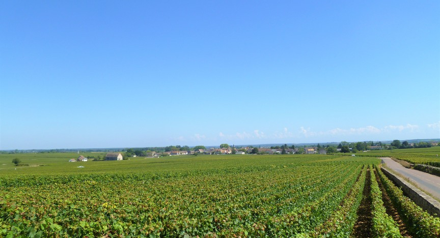 Puligny-Montrachet (Wijn uit Bourgogne)