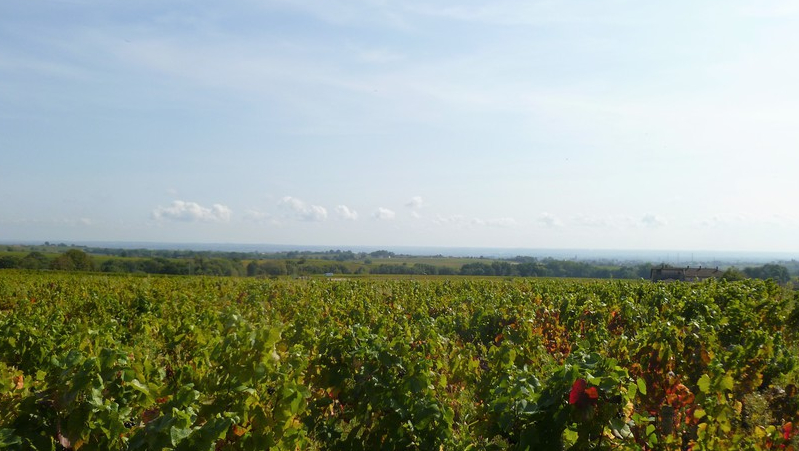 Beaujolais (Wijn uit Bourgogne)