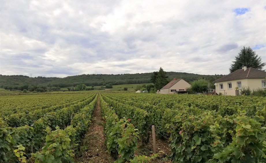 Nuits-Saint-Georges (Wijn uit Bourgogne)
