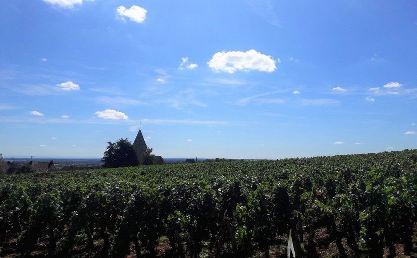 Fixin (Wijn uit Bourgogne)