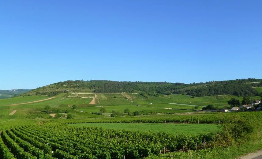 AOC Monthélie inde Côte de Beaune (Wijn uit Bourgogne)