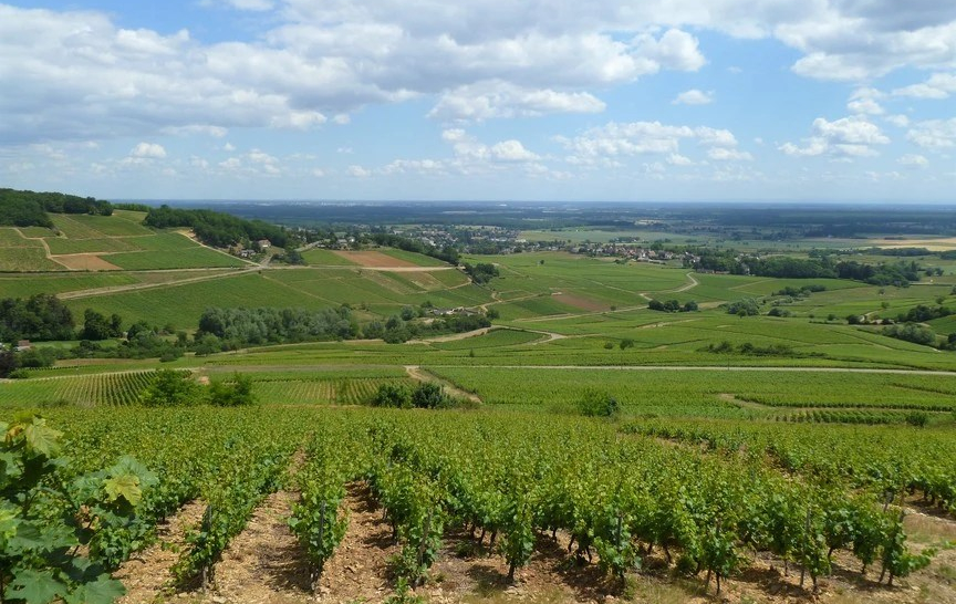 AOC Montagny in de Côte Chalonnaise (Wijn uit Bourgogne)