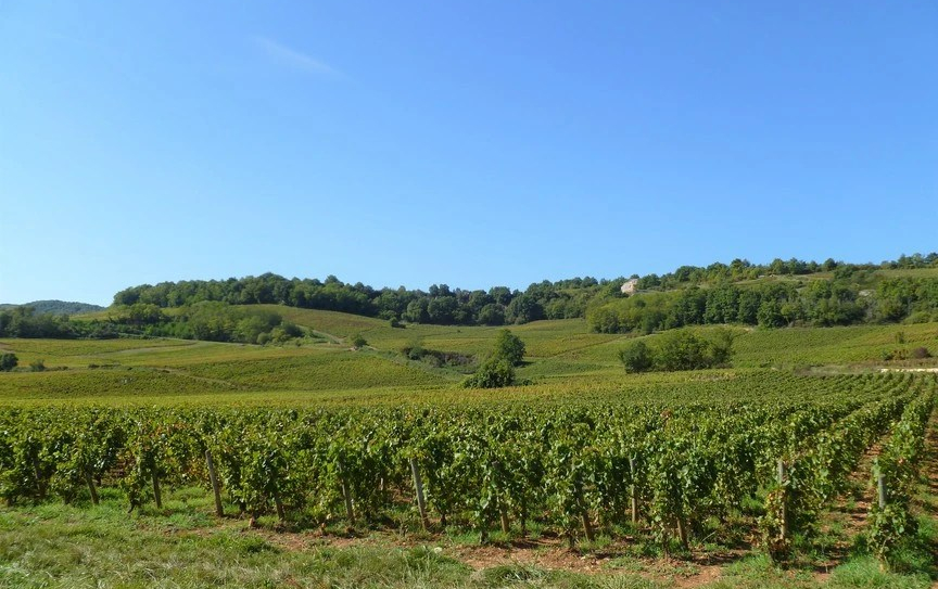 Côte Chalonnaise (Wijn uit Bourgogne)