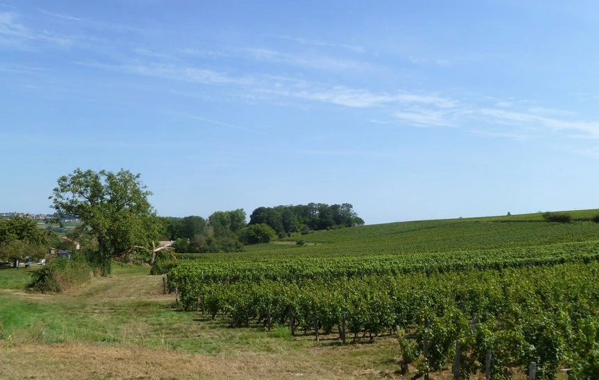 Mâconnais (Wijn uit Bourgogne)