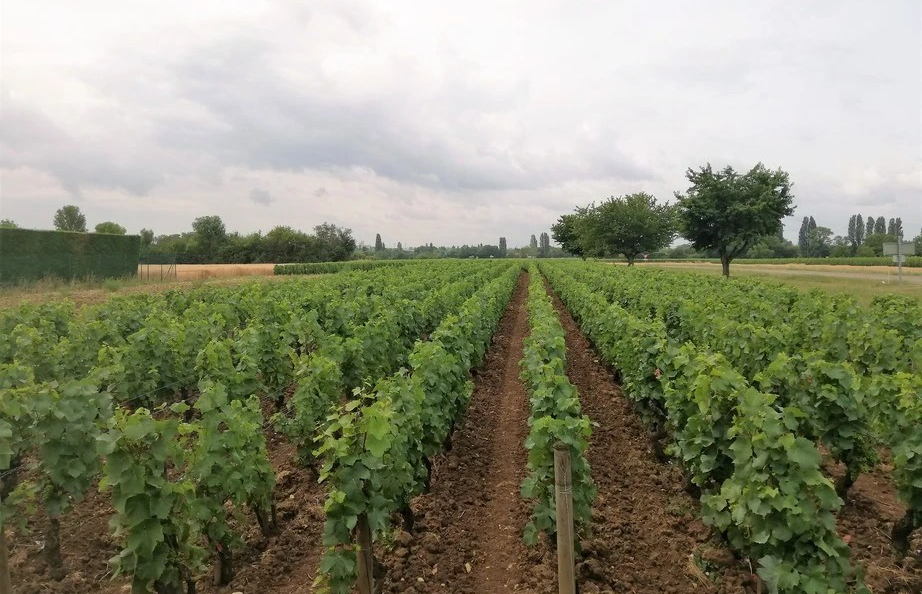 Chorey-lès-Beaune in de Côte de Beaune (Wijn uit Bourgogne)