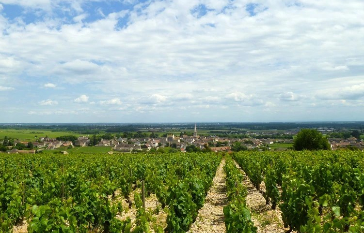 Meursault in de Côte de Beaune (Wijn uit Bourgogne)