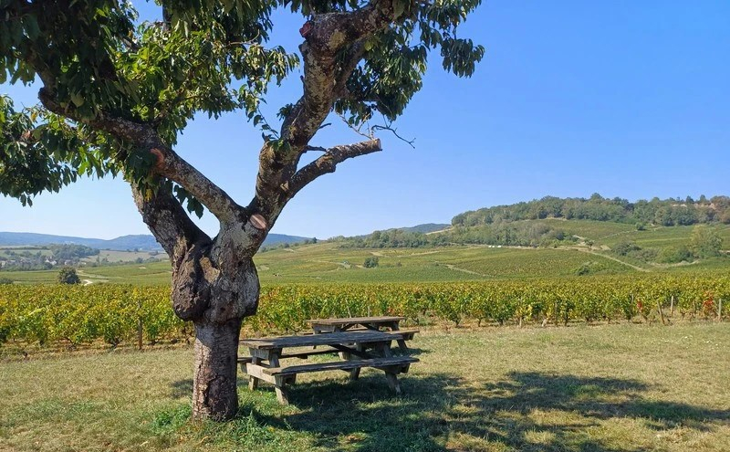La Vallée des Vaux in de Côte Chalonnaise (Wijn uit Bourgogne)