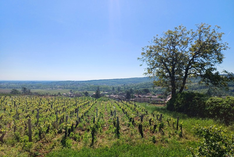 Mercurey 1er Cru 'Clos du Paradis' in Saint-Martin-sous-Montaigu (Wijn uit Bourgogne)