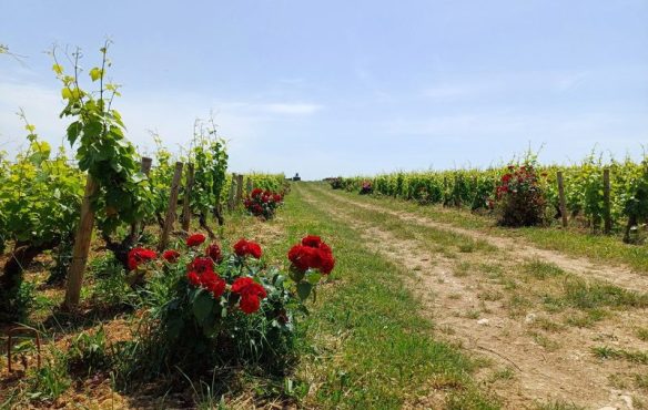Clos du Château de Montaigu